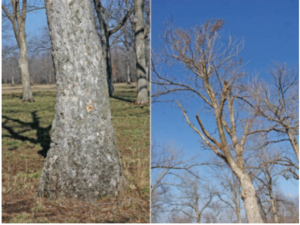 Two photos of a pecan tree impacted by standing water.