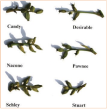 different pecan clusters for different varieties