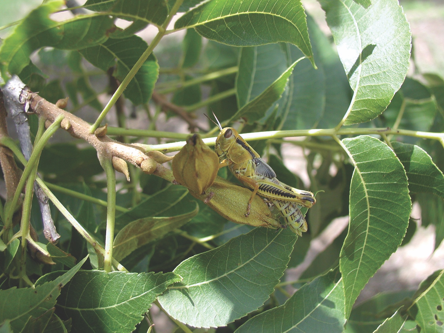 Adult grasshopper on pecan.