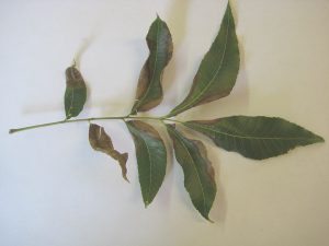 These leaves still on their stem are browning at the edges and shriveling in on themselves, showing symptoms of pecan bacterial leaf scorch.