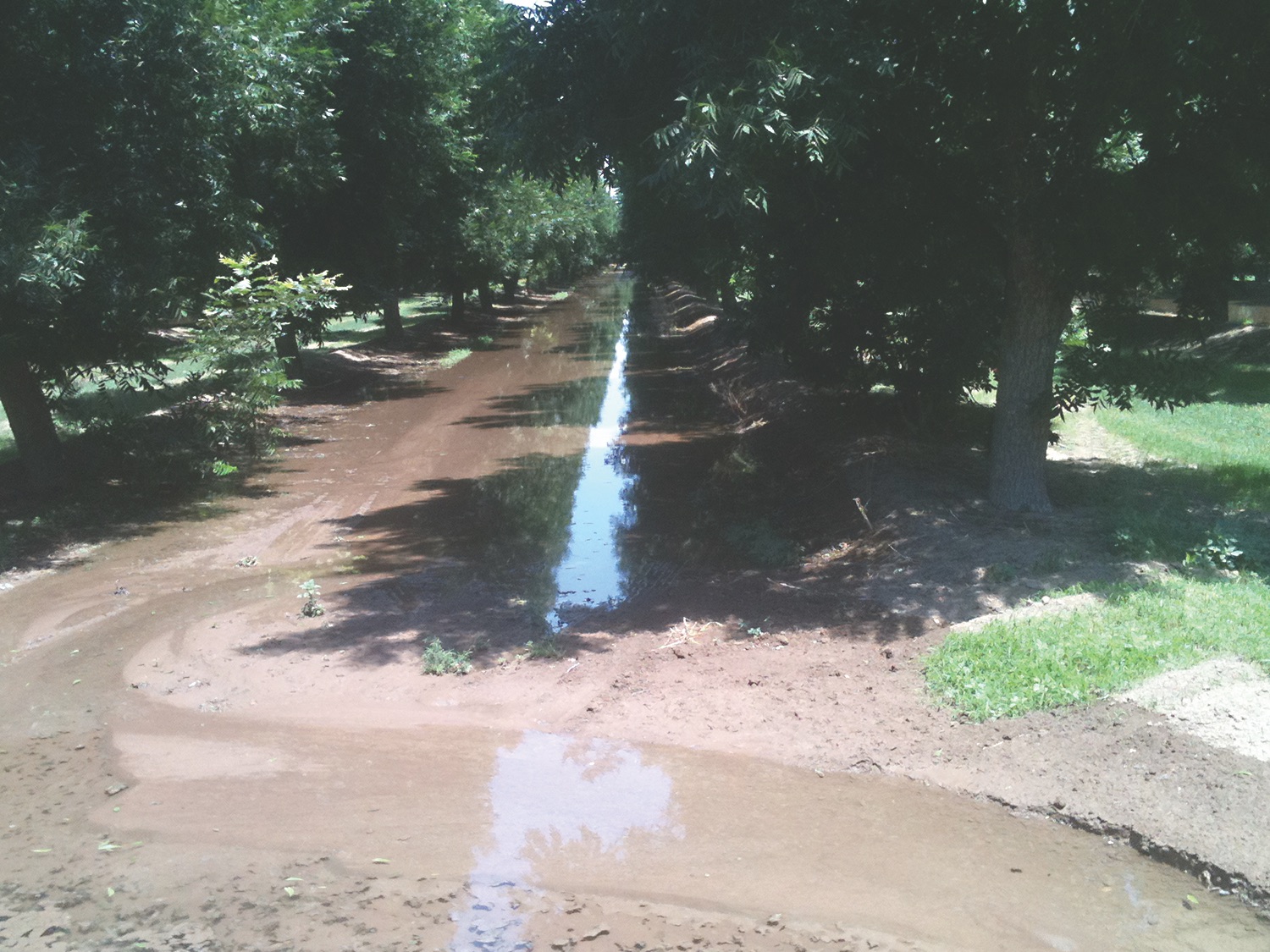 Irrigation water runs between two rows of pecan trees. Trees water demand increases as the season advances.