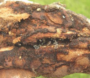 A piece of wood has white tawny crazy any larvae living in it.