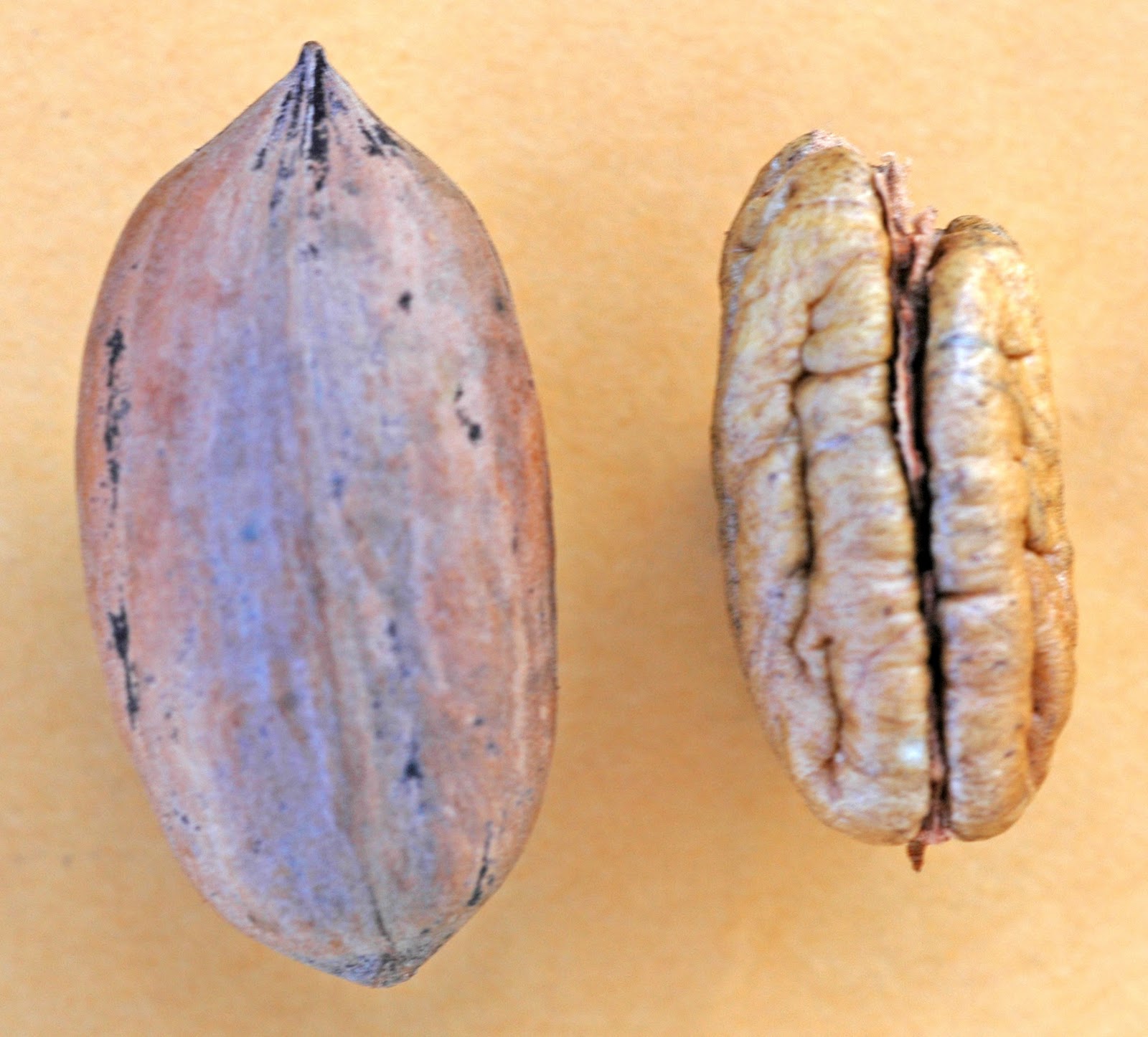 Pecan seeds grafted variety or native Organic cold hardy nut tree long lived 5
