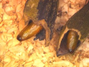 Close up with PNC pupae wrapped in their cocoons inside a nutlet as they await metamorphosis.