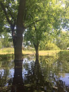 Flooding from the nearby river valleys causes water to surround pecan trees in a nearby orchard. It looks like the trees are sitting in a pond the water is so high.