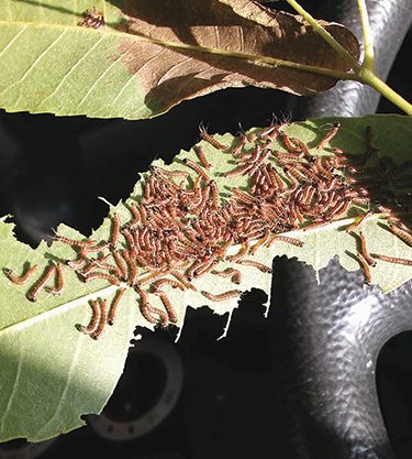 Walnut caterpillar larvae eat away at pecan leaves.