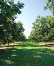 Two rows of green and vibrant pecan trees at an orchard in Georgia.