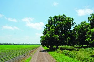 A soybean field sits next to a native pecan grove, separated by a thin dirt road. The edges of the soybean field appear disturbed, an example of edge effects.