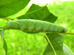 A walnut sphinx caterpillar crawls along a branch as it feasts on pecan leaves.