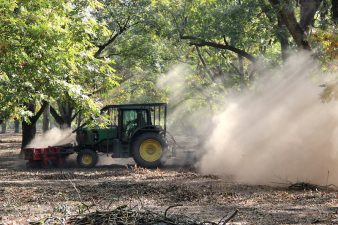 Shaker kicks up dust as it drives other to harvest from another pecan tree.