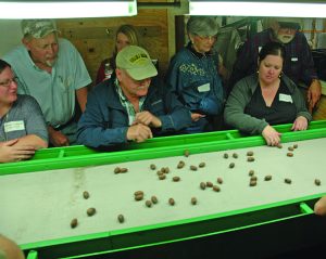 Meeting participants watch pecans roll down the pecan cleaner’s final inspection table.