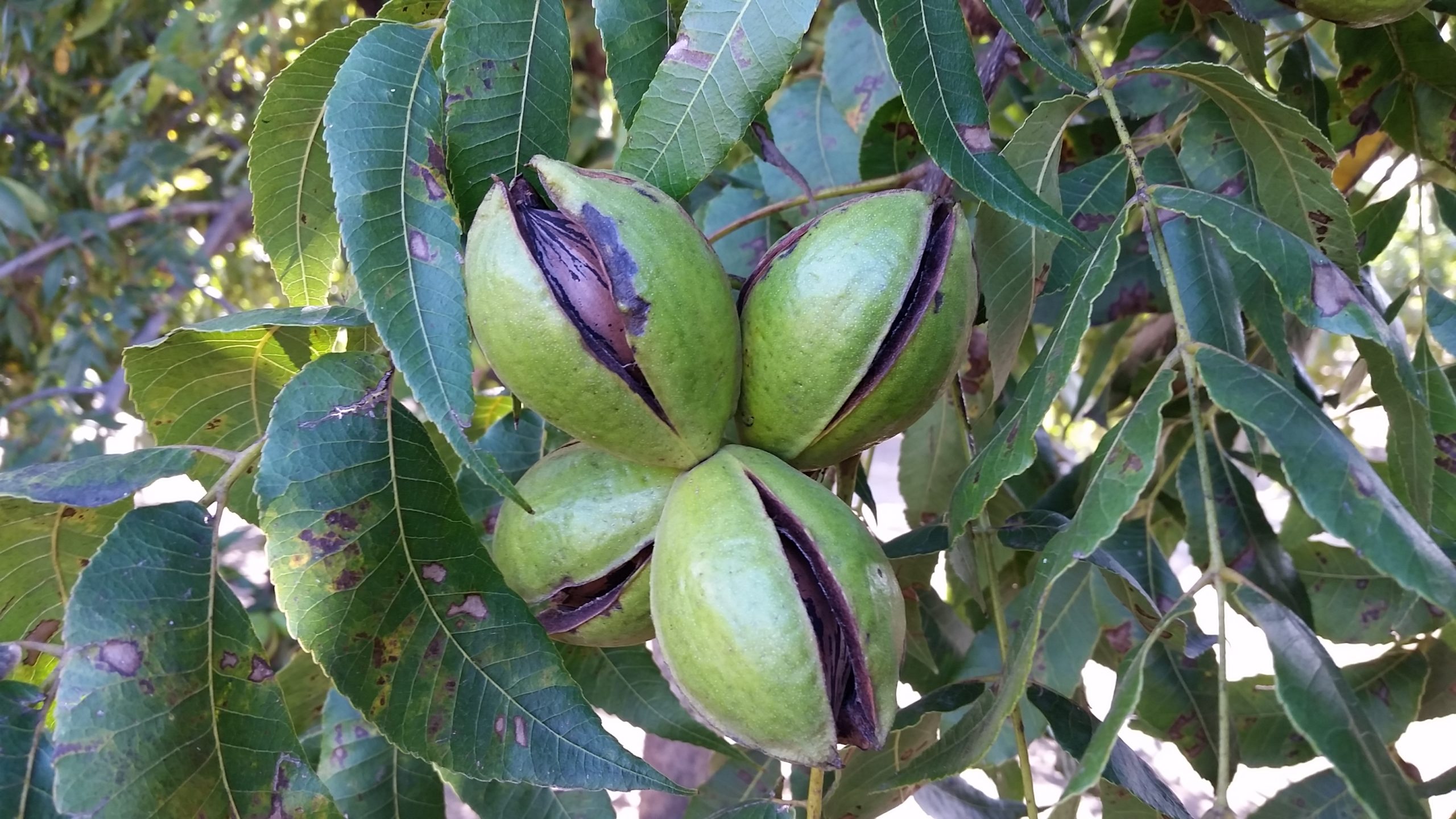 A nut cluster in Arizona undergoes shuck split in October.