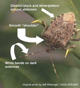 A diagram pointing out identifiers for a brown marmorated stink bug. Look for the white bands on dark antennae, smooth "shoulders," and a distinct black and white pattern around its abdomen.