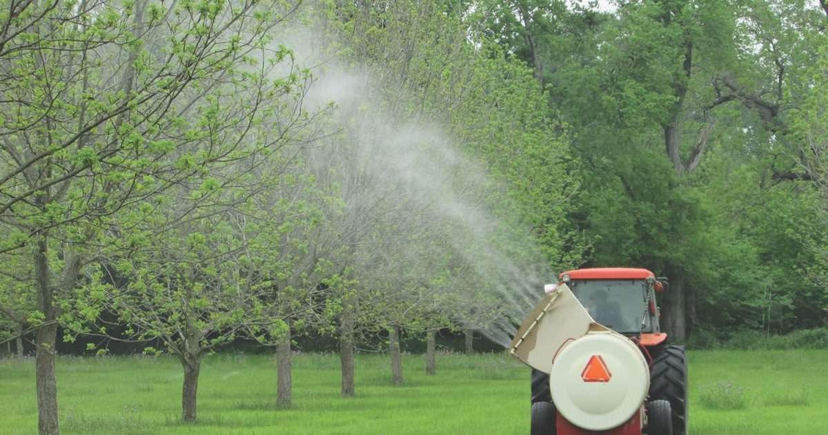 An airblast sprayer sprays young pecan trees in an orchard in Texas.