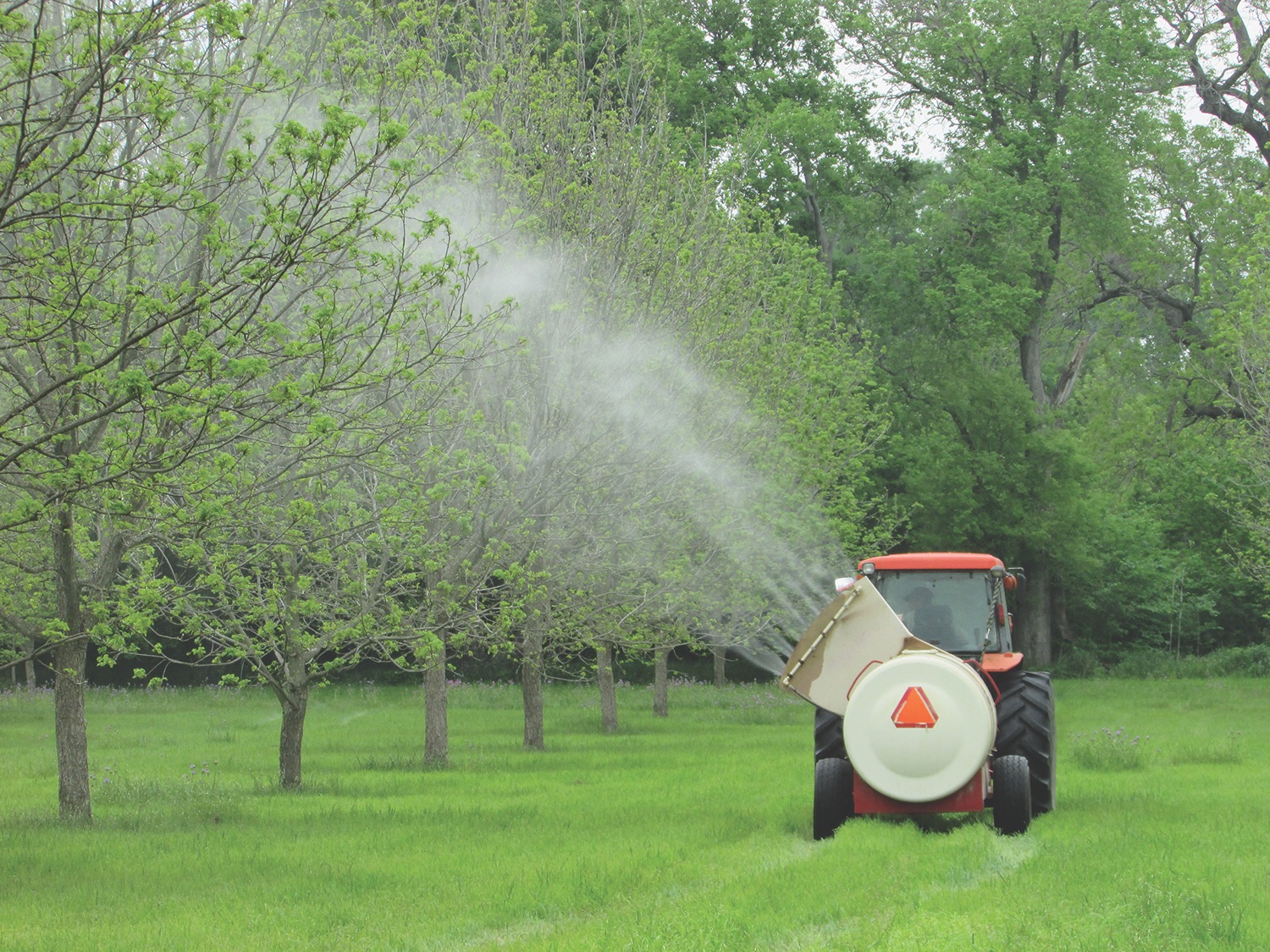 An airblast sprayer sprays young pecan trees in an orchard in Texas.
