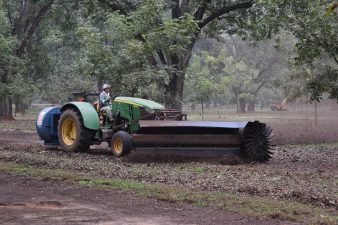 A worker drives a harvester to pick up pecans off the ground during harvest.