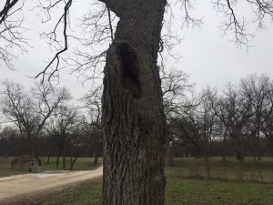 A pecan tree with a huge hole in the trunk.