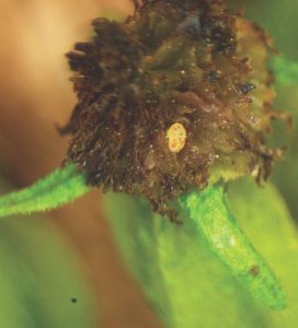 A tiny white dot sits on top of the pollinated end of a nutlet. It looks like a tiny dot amongst the fuzziness of the nutlet end.