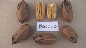 An example of the cultivar 'Nacono,' inshell and halves. When identifying pecan varieties,