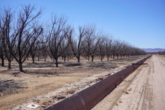The irrigation canal at Rio Bravo is empty for now, while workers at Rio Bravo orchard finish hedging trees. (Photo by Blair Krebs)