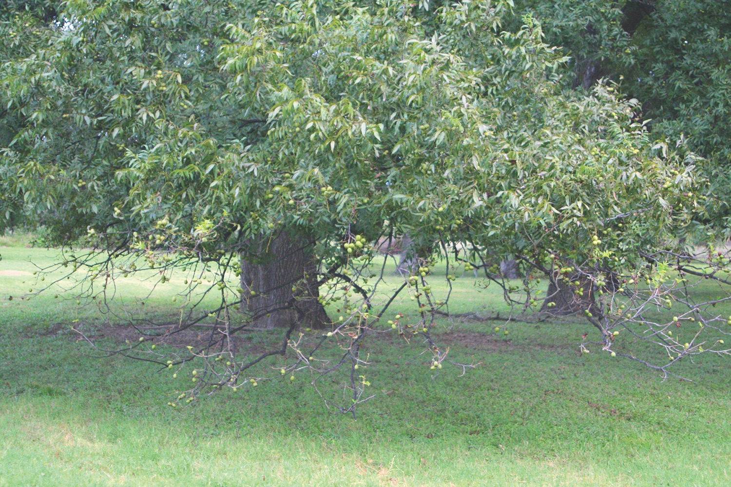 A native pecan tree has lost leaves at the ends of its low hanging branches after a long drought.