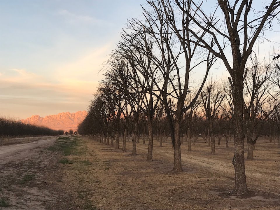 A row of dormant pecan trees on a farm in Las Cruces, New Mexico. The sun is setting and casts a orangey haze across the property and the mountains in the distance. Pecan growers gathered at this orchard after the 2018 WPGA conference.