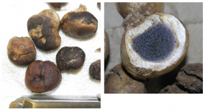 Figure 10. Other below-ground fungal fruiting structures can superficially resemble pecan truffles. These ‘false-truffles’ are generally softer, have a tapered base (left), and have dark purple to black interiors (right).