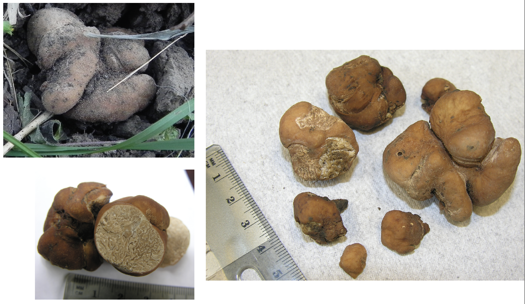 Figure 1. A whole truffle found in a Texas pecan orchard (a), above. Washing and cleaning the truffles reaveals an orange-brown color of the outer ‘skin’ (b), right Cross section through a pecan truffle shows the marbled pattern of cream and light brown internal tissue (c), bottom left.