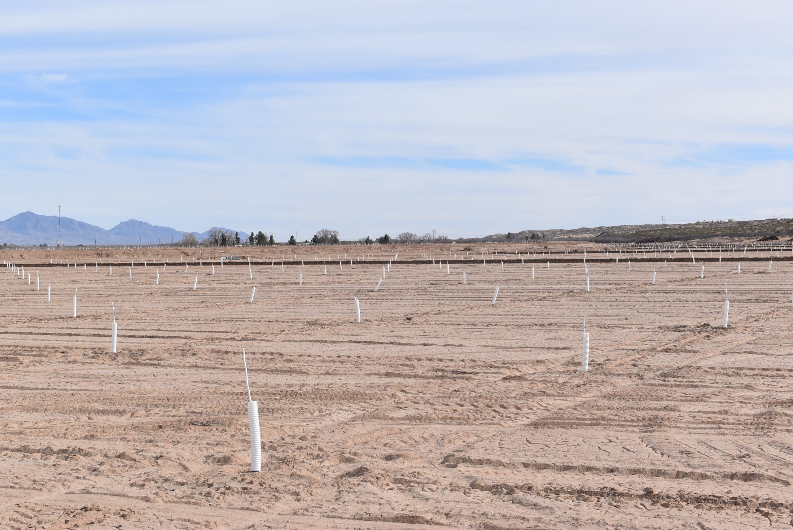 This photo shows another view of new plantings that stretch as far as one can see at Pancho Salopek Farms in La Mesa, New Mexico. (Photo by Catherine Clark)