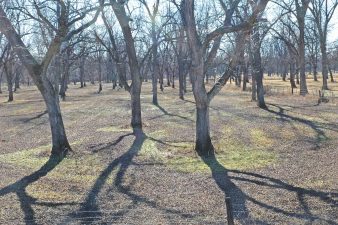 Leaves cover the ground of a well fertilized native pecan grove.