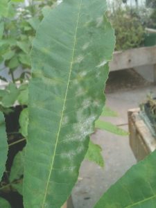 A green leaf with whitish-yellow spots that indicate powdery mildew