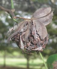 Stink bugs swarm in-shell pecans that still hang on the tree. (Photo by Bill Ree)