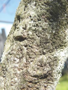 Pecan tree has a gray and bumpy surface, caused by an obscure scale infestation.
