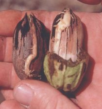 Pre-sprouted pecans suffering from Vivipary