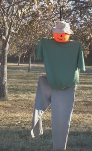 Fig. 4. Scarecrow hanging in tree. The body is constructed from 1 inch pvc in an “H” pattern. Those hanging in trees have more movement than free-standing models and appear to be more effective.