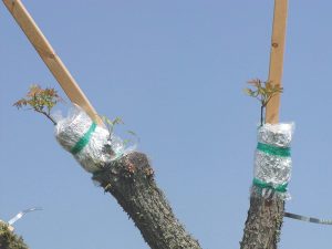 Pecan trees grafted using the Texas inlay bark grafting technique. 
