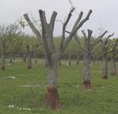 Pollarded pecan trees to be grafted.