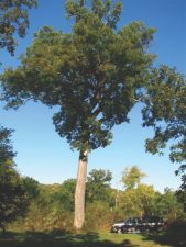 native pecan tree estimated to be 200 years old