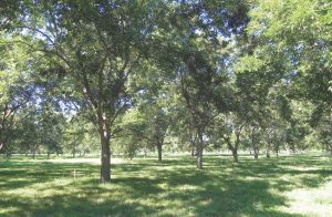 Figure 3. Pecan orchards can be an ideal location for finding pecan truffles although the truffles are also found in association with pecan and oak trees in other settings such as home gardens.