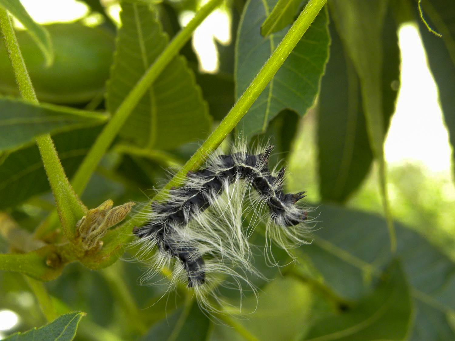 A black caterpillar with fine white hairs is the fifth instar of the walnut caterpillar. This one crawls along a leaf stem. If left alone, it will quickly defoliate the entire branch.