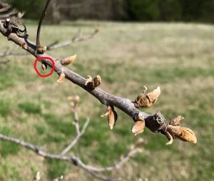 Buds along this shoot were damaged by 27 degrees Fahrenheit temperatures. Notice the basal bud circled in red that was not damaged. (Photo by Charles Rohla)