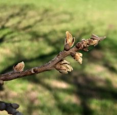 Pecan buds at various stages of development suffer from freeze damage. All primary buds on this shoot were damaged. (Photo by Charles Rohla)
