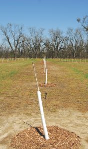 A newly planted pecan tree sits in an orchard in Georgia.