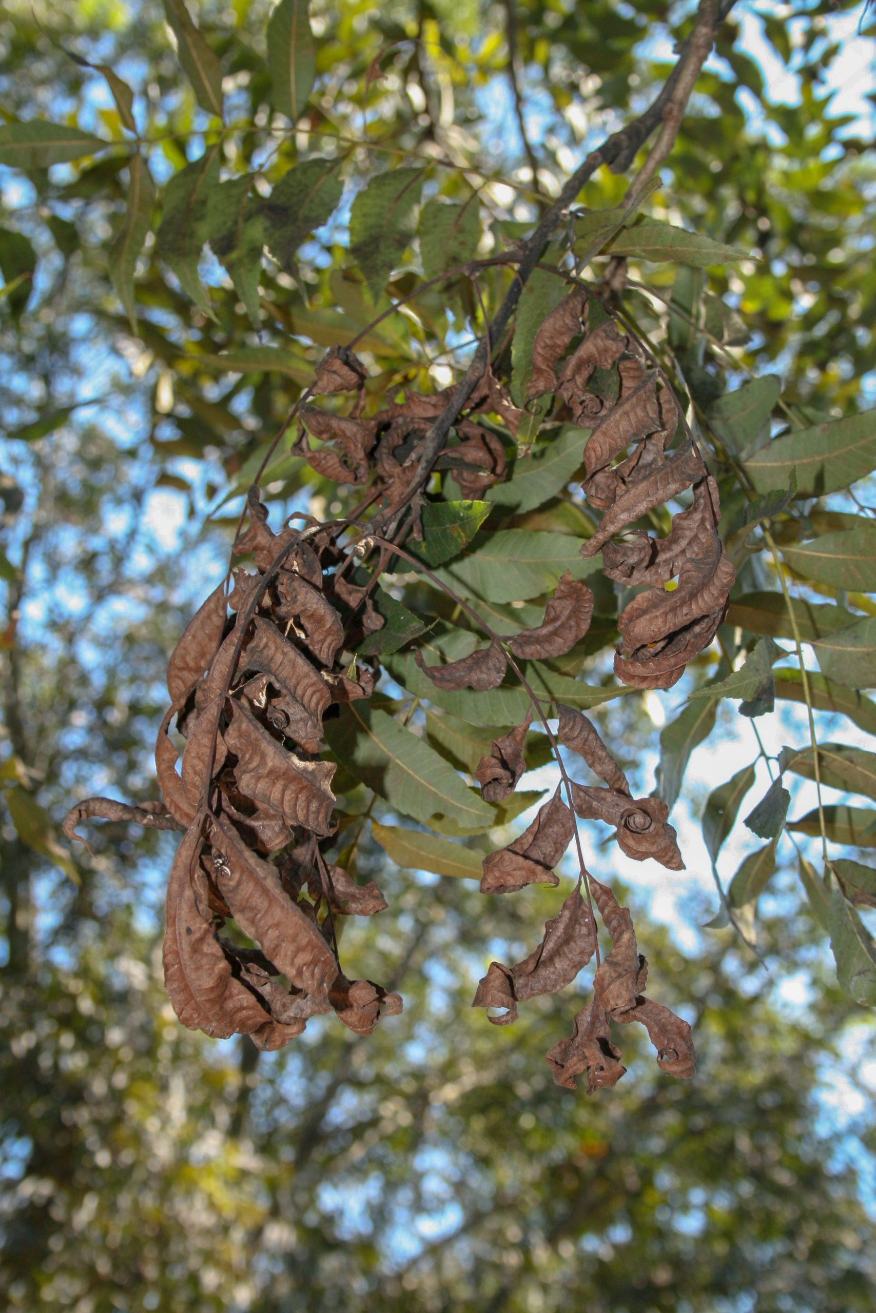 Infected by Neofusicoccum spp., these leaves show extensive lesions and have dried out, curling up from the margins. They will eventually fall from the tree.