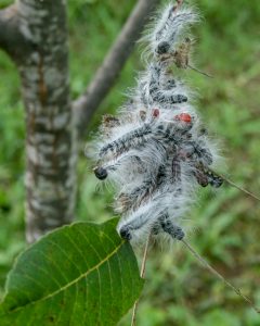 A group of walnut caterpillars in the fifth instar congregate on the foliar terminals of a pecan tree. In this phase, these caterpillars will quickly defoliate this tree. (Photo by Charlie Graham)