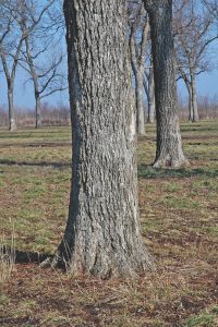 A healthy pecan tree trunk. It's straight and the roots flare at the base.