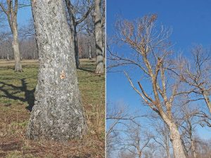 A swollen trunk that curves slightly to the left. The canopy is declining because of the swelling.