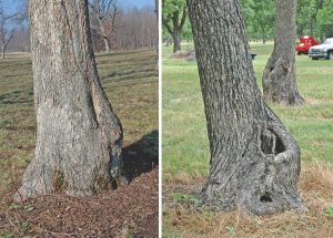 Two different trunk cuts on pecan trees. The first is clean and healing properly, while the other has become a jagged cavity.