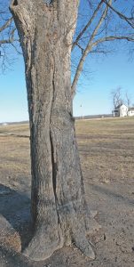 A native tree that had suffered wind shake (trunk cracking) cause by a tornadic storm.