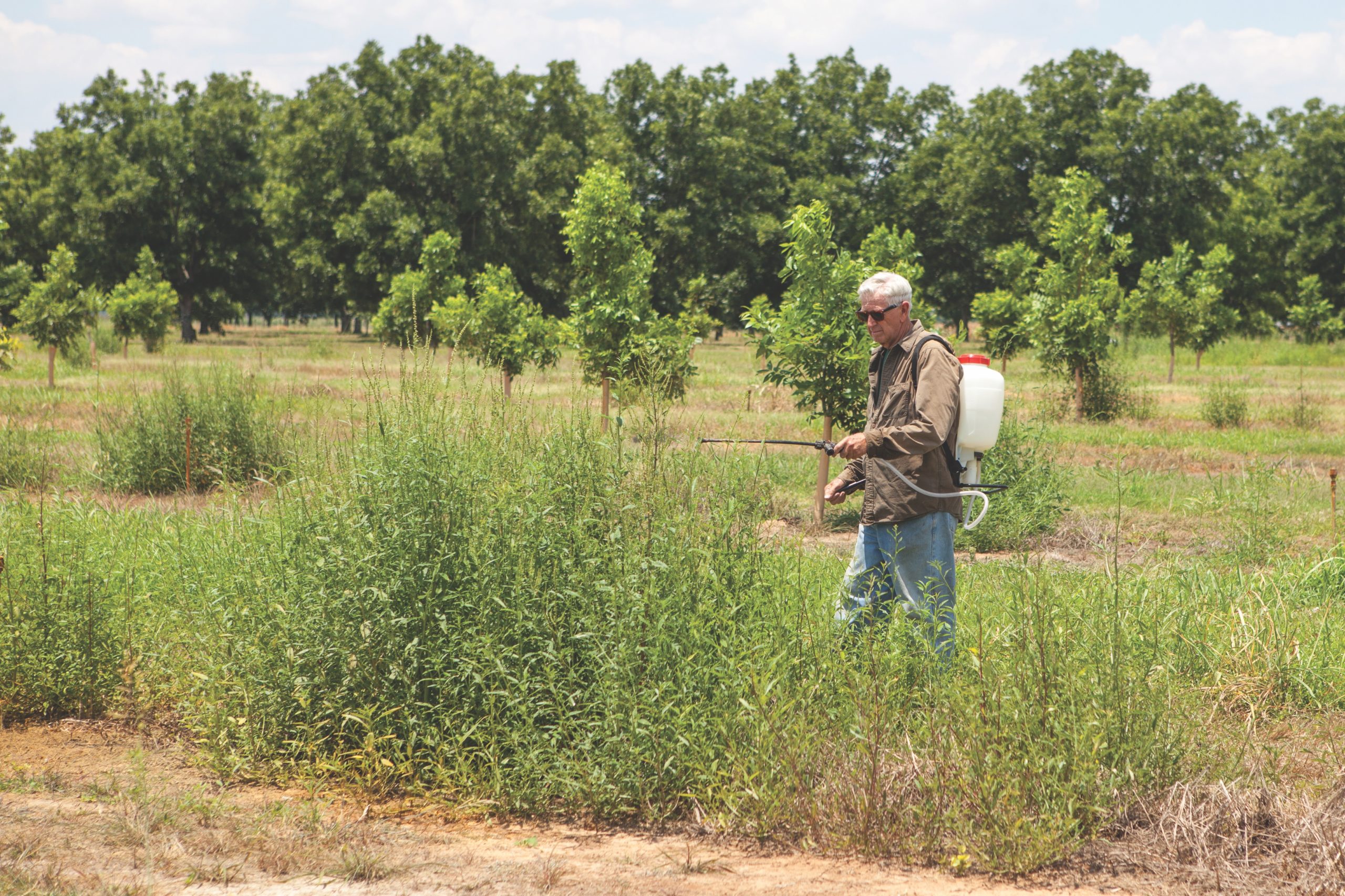 George Ray McEachern sprays Roundup-resistant pigweed at the Texas A&M orchard.